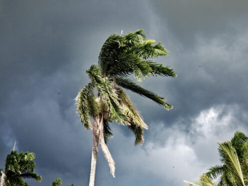 A palm tree during a hurricane